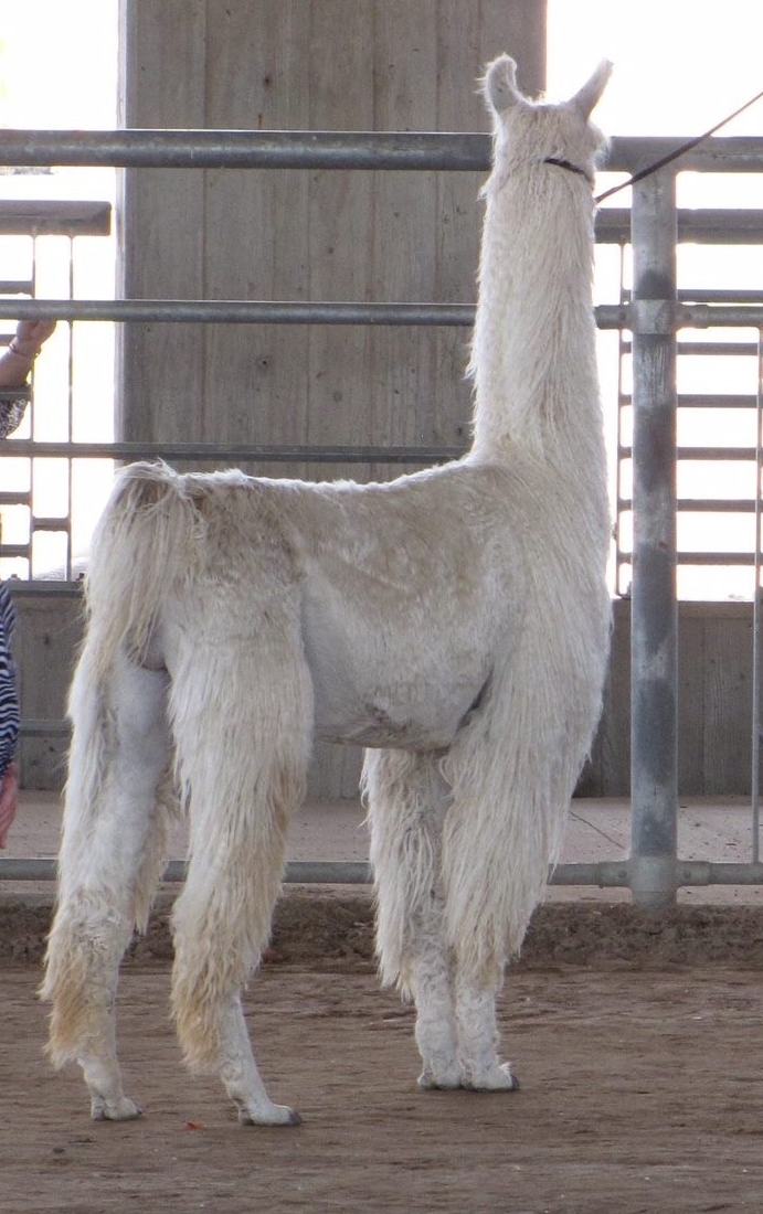 Chilean Inca King PVL
