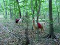llama trek
