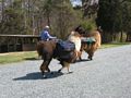 llama trek