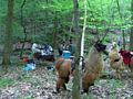 llama trek