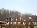 llama trek