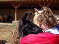 llama trek